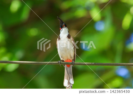 Red-whiskered Bulbul Holding Insect on Wire in Nature Red-whiskered Bulbul Holding Insect on Wire in Nature 142365430