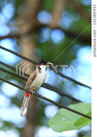 Red-whiskered Bulbul Holding Insect on Wire in Nature Red-whiskered Bulbul Holding Insect on Wire in Nature 142365435