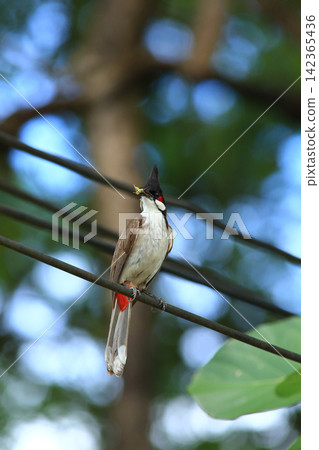 Red-whiskered Bulbul Holding Insect on Wire in Nature Red-whiskered Bulbul Holding Insect on Wire in Nature 142365436