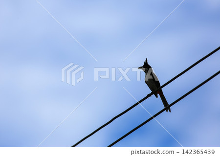Red-whiskered Bulbul Holding Insect on Wire in Nature 142365439