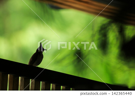 Red-whiskered Bulbul Holding Insect on Wire in Nature Red-whiskered Bulbul Holding Insect on Wire in Nature 142365440