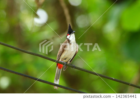 Red-whiskered Bulbul Holding Insect on Wire in Nature Red-whiskered Bulbul Holding Insect on Wire in Nature 142365441