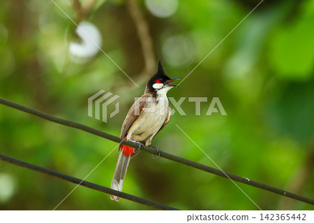 Red-whiskered Bulbul Holding Insect on Wire in Nature Red-whiskered Bulbul Holding Insect on Wire in Nature 142365442