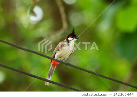 Red-whiskered Bulbul Holding Insect on Wire in Nature Red-whiskered Bulbul Holding Insect on Wire in Nature 142365444