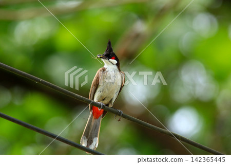 Red-whiskered Bulbul Holding Insect on Wire in Nature Red-whiskered Bulbul Holding Insect on Wire in Nature 142365445