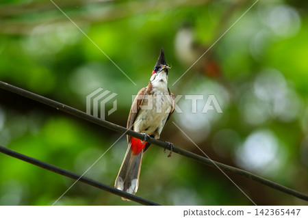 Red-whiskered Bulbul Holding Insect on Wire in Nature Red-whiskered Bulbul Holding Insect on Wire in Nature 142365447