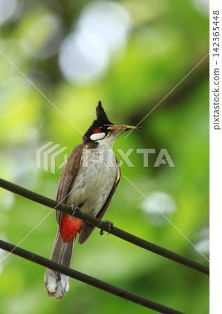 Red-whiskered Bulbul Holding Insect on Wire in Nature Red-whiskered Bulbul Holding Insect on Wire in Nature 142365448