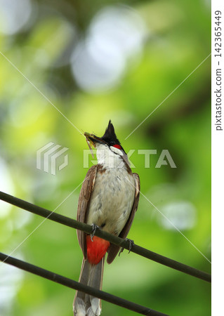 Red-whiskered Bulbul Holding Insect on Wire in Nature Red-whiskered Bulbul Holding Insect on Wire in Nature 142365449