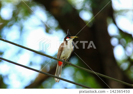 Red-whiskered Bulbul Holding Insect on Wire in Nature 142365450