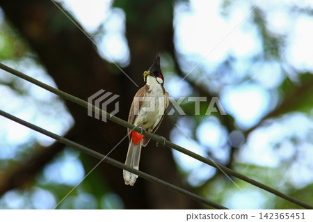 Red-whiskered Bulbul Holding Insect on Wire in Nature Red-whiskered Bulbul Holding Insect on Wire in Nature 142365451