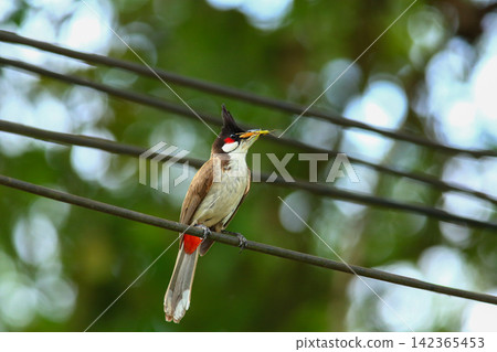 Red-whiskered Bulbul Holding Insect on Wire in Nature Red-whiskered Bulbul Holding Insect on Wire in Nature 142365453