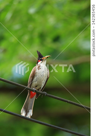 Red-whiskered Bulbul Holding Insect on Wire in Nature Red-whiskered Bulbul Holding Insect on Wire in Nature 142365456