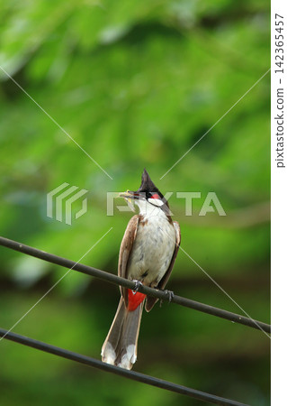 Red-whiskered Bulbul Holding Insect on Wire in Nature 142365457