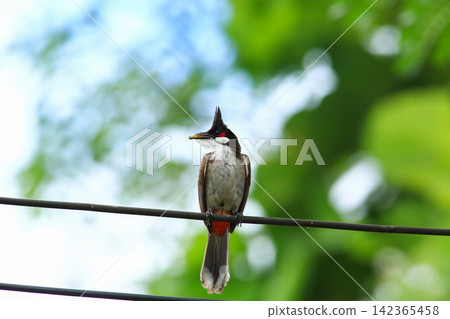 Red-whiskered Bulbul Holding Insect on Wire in Nature Red-whiskered Bulbul Holding Insect on Wire in Nature 142365458