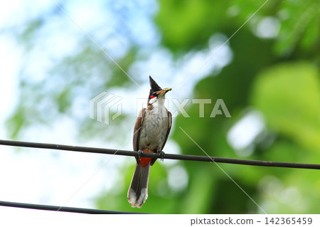 Red-whiskered Bulbul Holding Insect on Wire in Nature Red-whiskered Bulbul Holding Insect on Wire in Nature 142365459