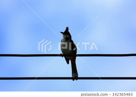 Red-whiskered Bulbul Holding Insect on Wire in Nature Red-whiskered Bulbul Holding Insect on Wire in Nature 142365463