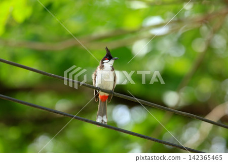 Red-whiskered Bulbul Holding Insect on Wire in Nature Red-whiskered Bulbul Holding Insect on Wire in Nature 142365465