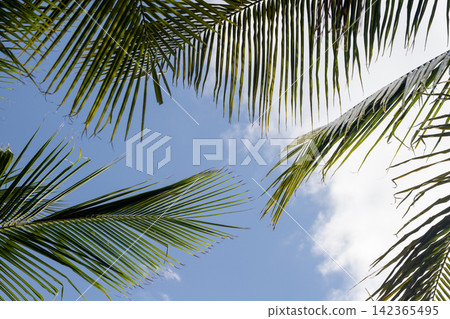 Palm fronds create a green frame around a clear blue sky Palm fronds create a green frame around a clear blue sky 142365495