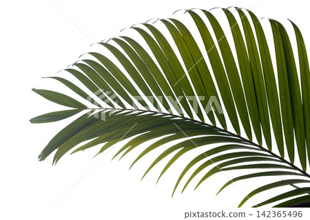 Isolated green palm frond against a clean white background Isolated green palm frond against a clean white background 142365496