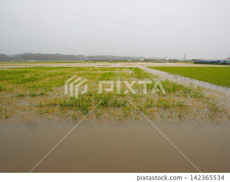 河水氾濫導致稻田淹水。 河水氾濫導致稻田淹水。 142365534