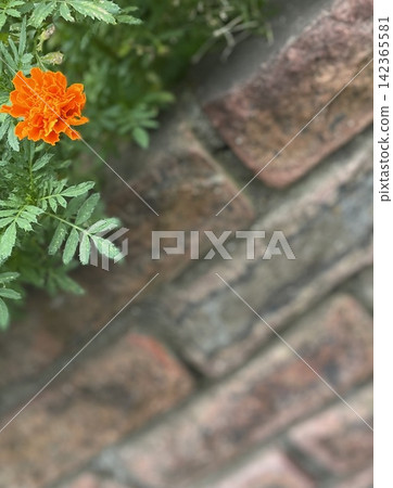 磚牆上盛開的萬壽菊 磚牆上盛開的萬壽菊 142365581
