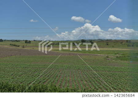 非洲稀樹草原景色 非洲稀樹草原景色 142365684