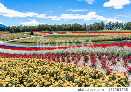 Panoramic view of vibrant rainbow flower fields and rolling hills in Shikisai no Oka with orange marigolds in foreground, Biei, Hokkaido, Japan Panoramic view of vibrant rainbow flower fields and rolling hills in Shikisai no Oka with orange marigolds in foreground, Biei, Hokkaido, Japan 142365708