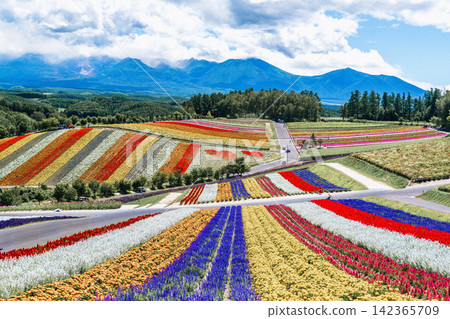 Panoramic view of vibrant rainbow flower fields and rolling hills in Shikisai no Oka with orange marigolds in foreground, Biei, Hokkaido, Japan Panoramic view of vibrant rainbow flower fields and rolling hills in Shikisai no Oka with orange marigolds in foreground, Biei, Hokkaido, Japan 142365709