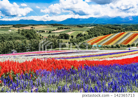 Panoramic view of vibrant rainbow flower fields and rolling hills in Shikisai no Oka with orange marigolds in foreground, Biei, Hokkaido, Japan Panoramic view of vibrant rainbow flower fields and rolling hills in Shikisai no Oka with orange marigolds in foreground, Biei, Hokkaido, Japan 142365713