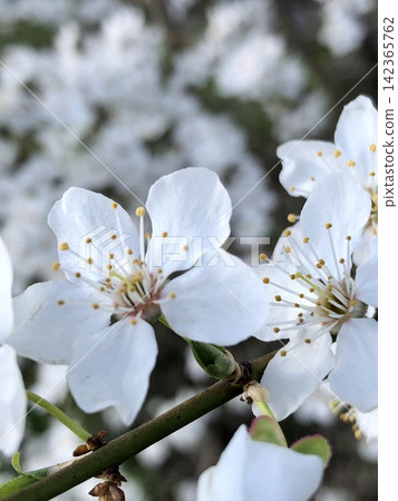 Selective focus of Beautiful cherry blossom, spring Selective focus of Beautiful cherry blossom, spring 142365762
