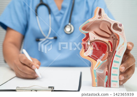 Asian doctor with nasal oral throat cavity neck human anatomy model for study diagnosis and treatment in hospital. Asian doctor with nasal oral throat cavity neck human anatomy model for study diagnosis and treatment in hospital. 142365939