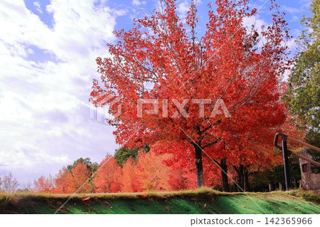 Mitadani Park (Sanda City, Hyogo Prefecture): Autumn foliage of sweetgum trees. Mitadani Park (Sanda City, Hyogo Prefecture): Autumn foliage of sweetgum trees. 142365966