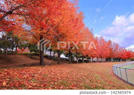 Mitadani Park (Sanda City, Hyogo Prefecture): Autumn foliage of sweetgum trees. Mitadani Park (Sanda City, Hyogo Prefecture): Autumn foliage of sweetgum trees. 142365974