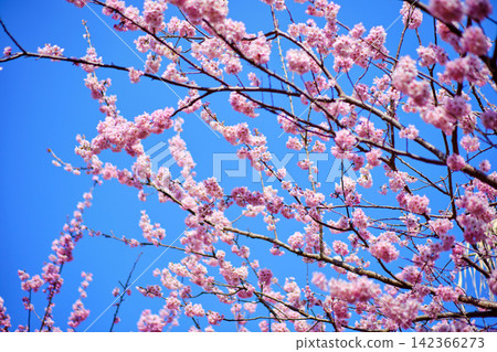 many pink sakura cherry blossom flowers bloom in spring in Japan with blurred background many pink sakura cherry blossom flowers bloom in spring in Japan with blurred background 142366273