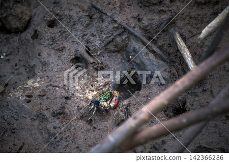 a small colorful fiddler crab standing cover a hole on the mud floor in swamp mangrove forest a small colorful fiddler crab standing cover a hole on the mud floor in swamp mangrove forest 142366286