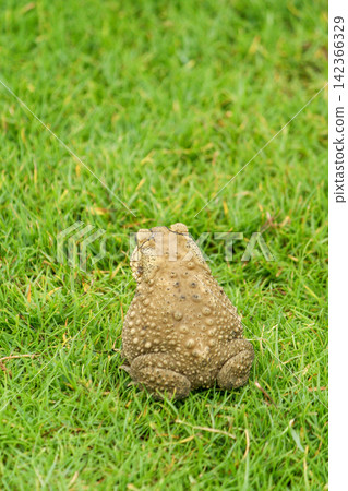 a brown asian black spine toad sit on grass field a brown asian black spine toad sit on grass field 142366329