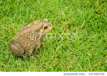 a brown asian black spine toad sit on grass field 142366330