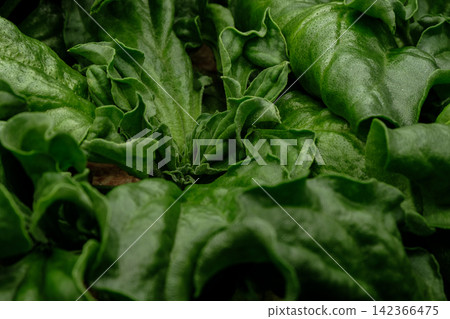close up macro shot of crystal common ice plant in agriculture farm close up macro shot of crystal common ice plant in agriculture farm 142366475