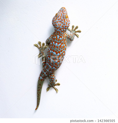 a giant colorful beautiful gekko walking on the white concrete wall with empty copy space a giant colorful beautiful gekko walking on the white concrete wall with empty copy space 142366505