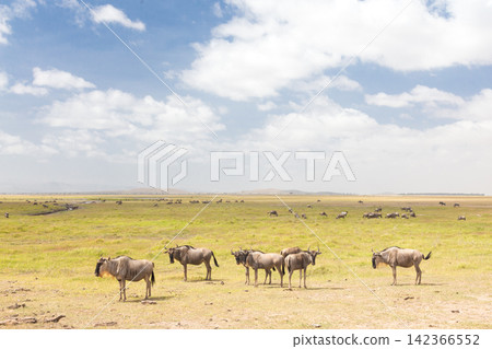 A small herd of blue wildebeests standing across a wide open grassy savanna plain under a bright blue sky filled with white clouds in an African game reserve 142366552