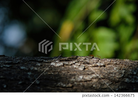 small red ants walking on the tree's bark in with light and shade small red ants walking on the tree's bark in with light and shade 142366675