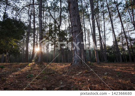 evening golden sun rays shining behind many brown tree trunks in wood 142366680