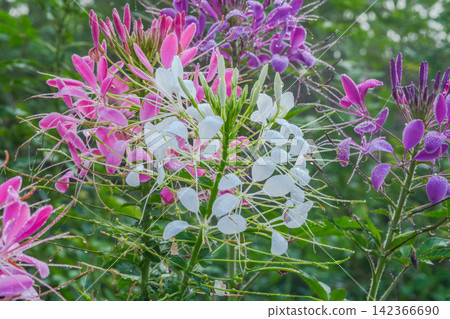 macro shot of vivid pink Cleome the spider flower with green background macro shot of vivid pink Cleome the spider flower with green background 142366690