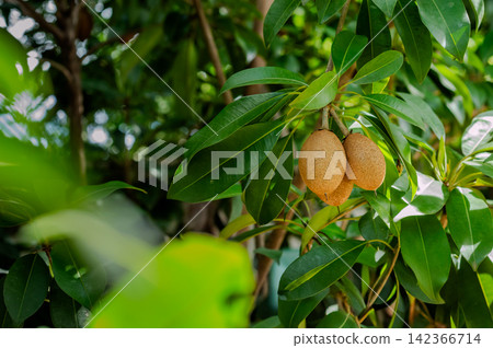 many sapodilla fruits on their tree that almost ready to be picked. 142366714