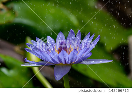 rain splash on violet lotus rain splash on violet lotus 142366715