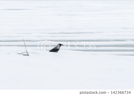 Aesthetic Minimalist Winter Concept with Hooded Crow on Pure White Snow Ridges Aesthetic Minimalist Winter Concept with Hooded Crow on Pure White Snow Ridges 142366734