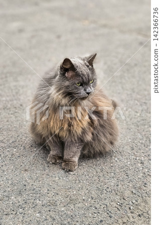 Fluffy Grey Longhair Cat Sitting Outdoors on Asphalt and Looking Aside Fluffy Grey Longhair Cat Sitting Outdoors on Asphalt and Looking Aside 142366736