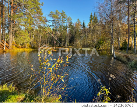 Small forest lake with blue water surrounded by birch and pine trees under clear sky, peaceful autumn nature landscape Small forest lake with blue water surrounded by birch and pine trees under clear sky, peaceful autumn nature landscape 142366765