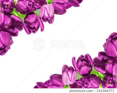 Purple tulips floral frame on white background with copy space for spring greeting Purple tulips floral frame on white background with copy space for spring greeting 142366771