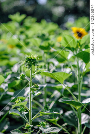 big blooming yellow sunflower with many seeds in nature crop field big blooming yellow sunflower with many seeds in nature crop field 142366874